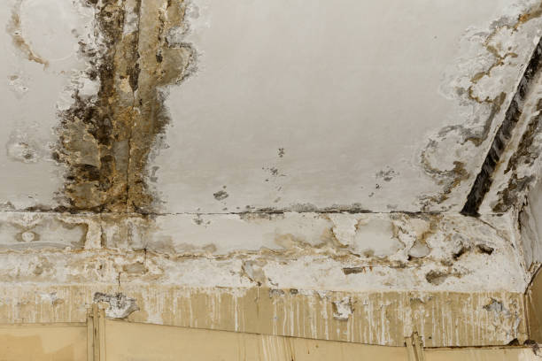 Best Biohazard Mold Removal  in Massac, KY