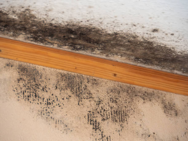 Dehumidification Services in Massac, KY